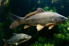 亚洲鲤能在美国长到100斤重，在中国偶尔还吃不到，为何？图片