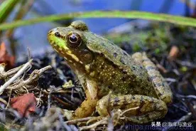 千亿份额牛蛙产业“起死回生”启示：合法养殖身份确定 行业应着眼于环保作长远规划图片