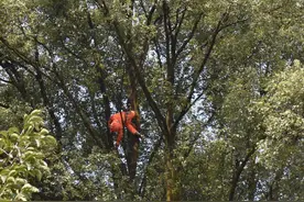 男子穿防蜂服上35米香樟树摘马蜂窝殒命，挂树上超24小时，村民：外地人私自上树图片