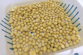 自制黄豆水养花，把握住2点，没异味发酵快，养啥花都叶绿根壮图片