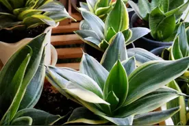 生活中有3种“天然肥料”，养花少何必买肥料，使用它们足够图片