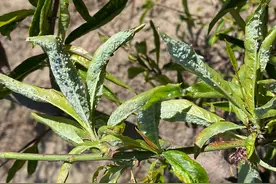 春季蚜虫进入高发期，这样做让吡虫啉药效翻番，杀蚜绝招注意收藏图片