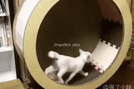 猫片精选：小短腿跳起的瞬间抓拍，实在是太太太太可爱了图片