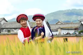 大理喜洲古镇，金秋稻田旅拍纪实（内附精美图片）图片