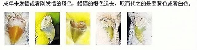 虎皮鹦鹉鱼鳞和珍珠图片