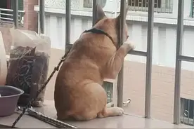斗牛犬趴在阳台上看风景，背影和表情太有戏，这是外面有狗了？图片