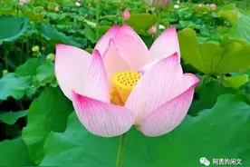 莲花的莲花图片
