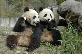 自然界中交尾时间最长的动物是什么？不是说越快生存几率越大吗？图片