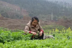 养猪为什么要喂辣椒，还有喂醋的，这都有什么用？图片