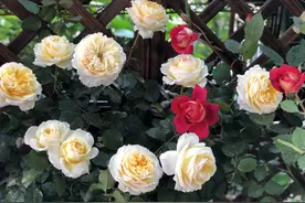 什么叫倒春寒？月季冒粗笋长新芽要注意倒春寒，花友吃过亏图片