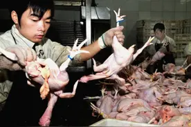 菜市如何分辨“病死鸡”？老板教你几招轻松辨别，不用怕上当了图片