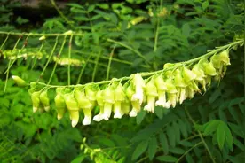 中药古今研究：苦参图片