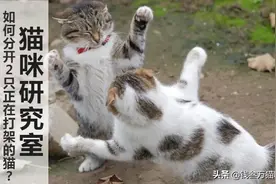 如何分开2只正在打架的猫，而自己又不受伤？图片