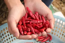 这6种蔬菜晒干后，比新鲜的还好吃，冬天炖肉很香，放半年都不坏图片