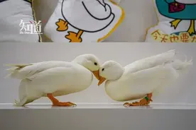 王珞丹重金寻鸭，这只屡上热搜的鸭到底是个什么鬼？图片