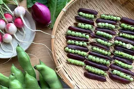 日本富人原来在庭院这样种菜？太美了图片