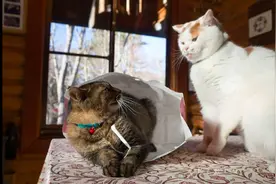 两只猫因一个纸袋子，而在桌子上打起来，猫：关于尊严，战斗吧图片