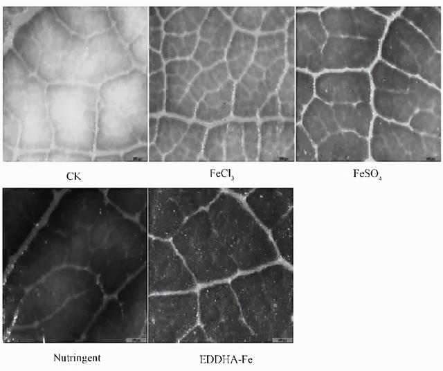 桃树为何总缺铁？如何补铁效果才好？