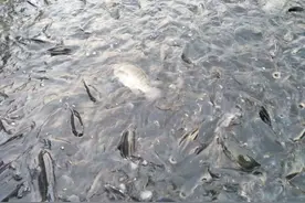 不输小龙虾的入侵物种，可在污水中大量繁殖，如今已成常见食用鱼图片