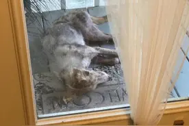 流浪小狗街上讨食，被女子喂食后，却令它会错意，待在门外求收养图片