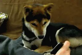 老外说“You are an old dog”可不是骂你，理解错误就尴尬了图片