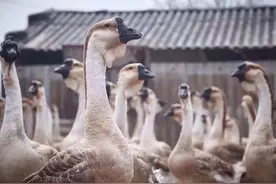 欺负狗，追杀蛇，“街霸”大鹅为什么不怕食肉动物？图片