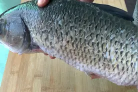 草鱼去刺去骨的技术，好多大厨都不会的绝技，今天悄悄透露给你图片