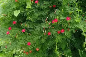 25种爬藤植物，花开便成瀑布，喜欢花卉的一定要养几种图片