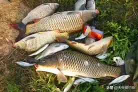 秋天鲤鱼喜欢在这些地方扎堆，找准鱼窝再开钓，钓大鲤鱼不是难事图片