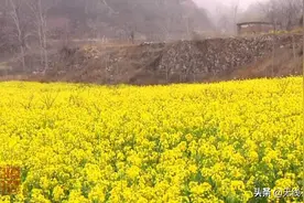春风十里，鹿泉区又一片绝美油菜花海盛开！图片
