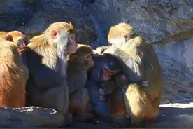 小雪节气大风降温，北京动物园猕猴抱团取暖图片