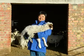 “滩羊妈妈”和她的超级工厂图片