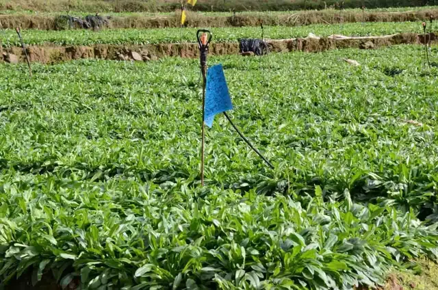 60个经典农药配方，防虫治病效果真棒