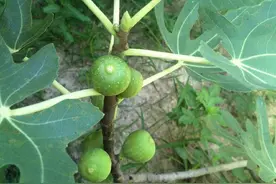 种植的无花果树被蛀虫掏空枯萎怎么办？不用怕，几点方法轻松解决图片