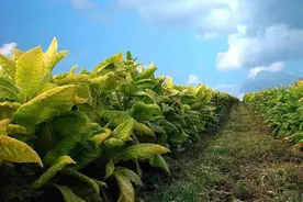曾经内蒙山西农村人种的旱烟——小兰花图片