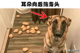 科学解析：狗狗正在告诉你它不舒服的8个迹象图片