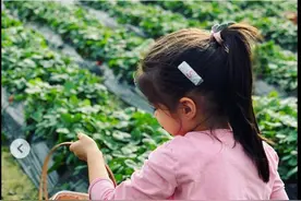 梁咏琪带女儿回归大自然摘草莓 母女互动画面温馨图片