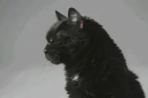 喵界魔法学校大揭秘，听说里面的猫都超可爱图片