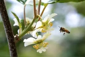 人工授粉有什么技巧？猕猴桃花粉使用方法和授粉后管理技巧图片