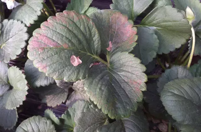 草莓缺素问题大，千万不可小看他，看看各元素的作用吧