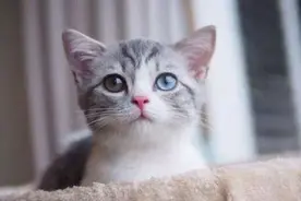 猫咪太小该怎么养？铲屎官掌握好这6点，捡到小奶猫了也不慌图片