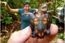 女子养了一只“忍者神龟”，有人看到这只乌龟，愿出100万买下图片