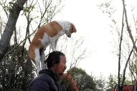 流浪汉离世，6只狗狗不愿相信，守着物品不让人碰图片