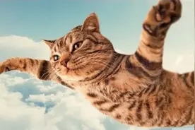 为了云养猫事业，人类付出了哪些努力？图片