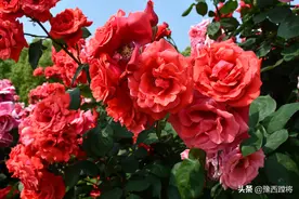 月季花盛开，游人观赏来图片