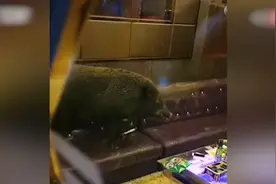 247斤野猪冲进一家KTV四处乱撞 闯进包厢吓退客人：我也想唱歌视频封面