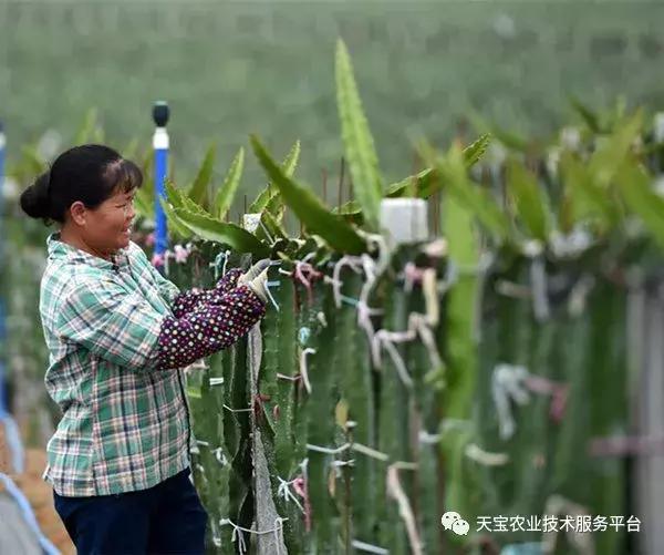 春季火龙果整形修剪要及时！