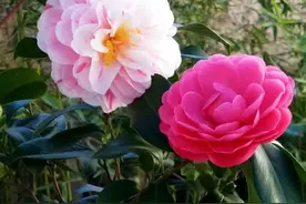 茶花掉叶，黄叶，学学浇水小技巧，用3种酸水，呼呼开红花图片