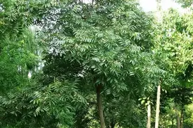 梦见能治一切病的蘑菇——鬼见愁图片