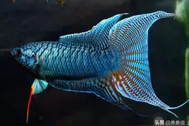 养新手选哪种观赏鱼更容易养？这三种观赏鱼，鱼缸里想养死都难图片